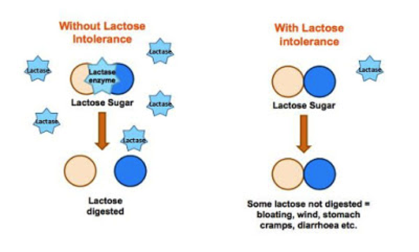 lactase enzyme diagram